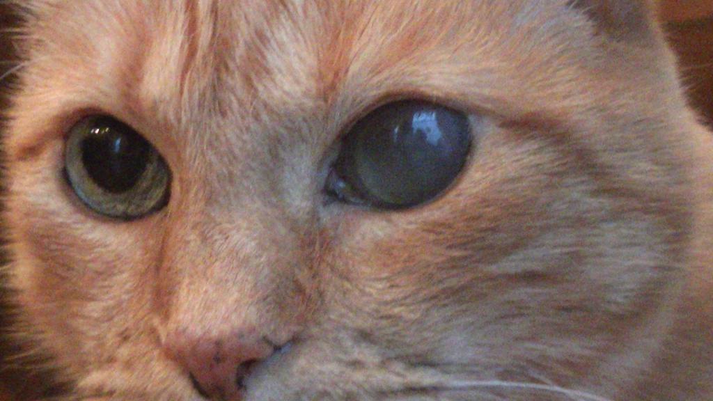 glaucoma in cats treatment