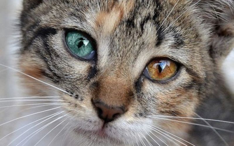 glaucoma in cats symptoms