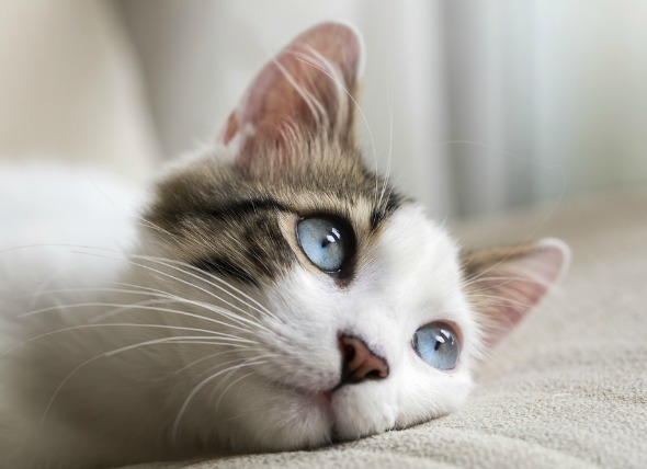 glaucoma in cats how to treat