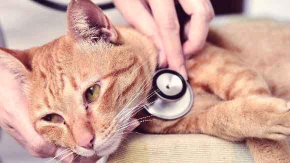 липидоз печени у кошек симптомы и лечение