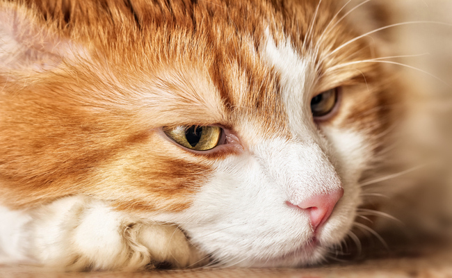 основные симптомы липидоза печени у кошек
