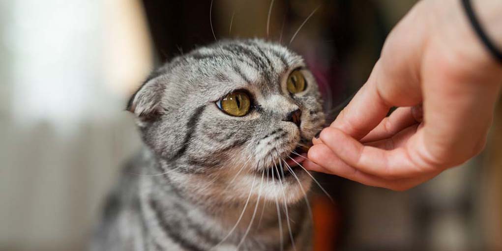 основные симптомы липидоза печени у кошек описание