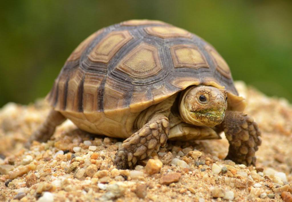 У красноухой черепахи стал мягким панцирь, что это и как лечить?