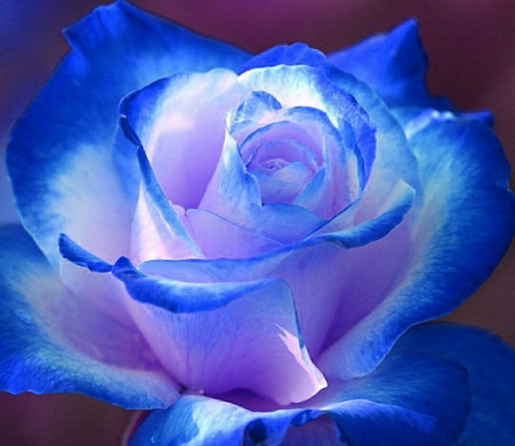 бывает ли в природе синяя роза