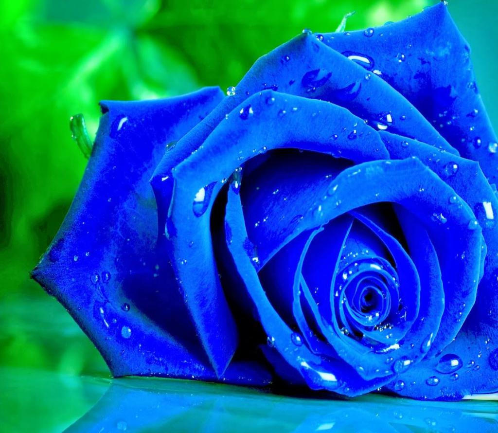бывают ли розы синего цвета