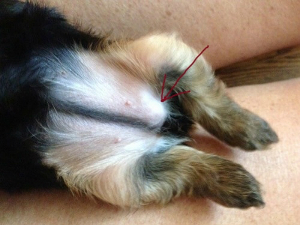 dog inguinal hernia after surgery