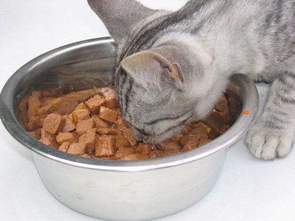 cat food