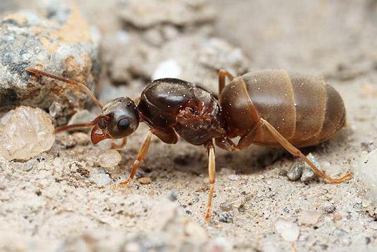 интересные факты из жизни муравьев