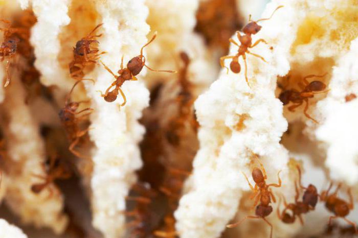 10 интересных фактов о муравьях 