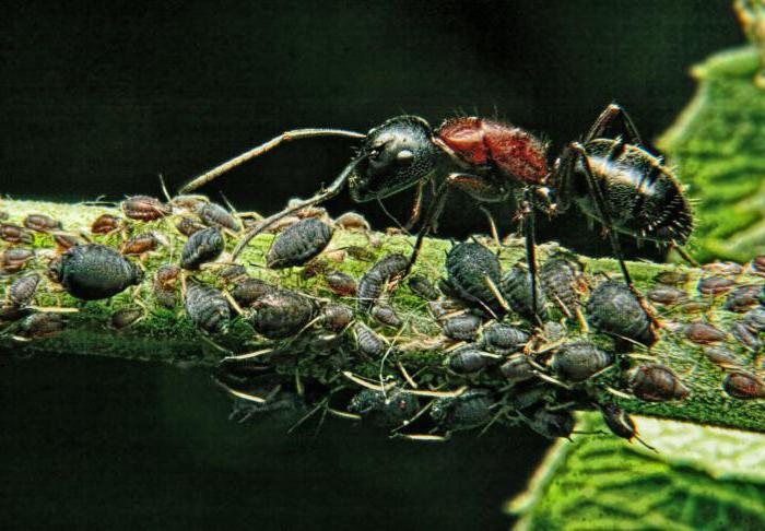 интересные факты про муравьев для детей