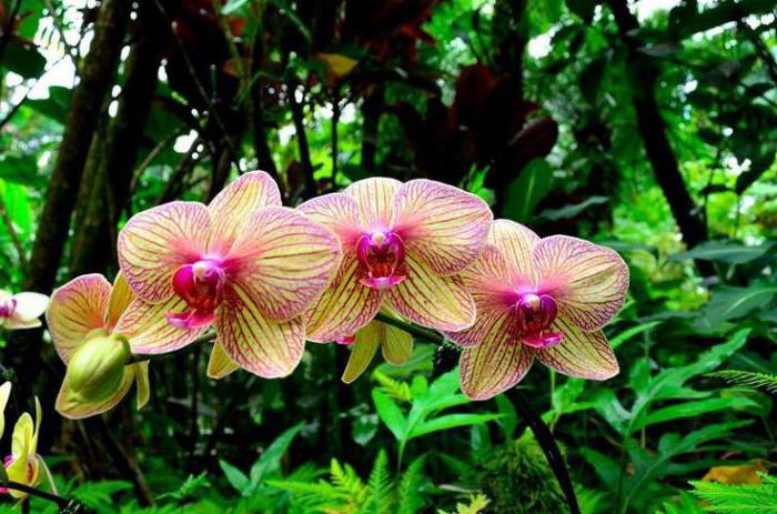 orchid care and transplant