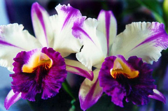 orchids transplant and home care