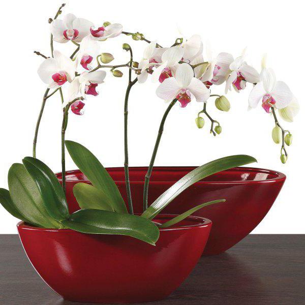 orchid care after flowering transplant