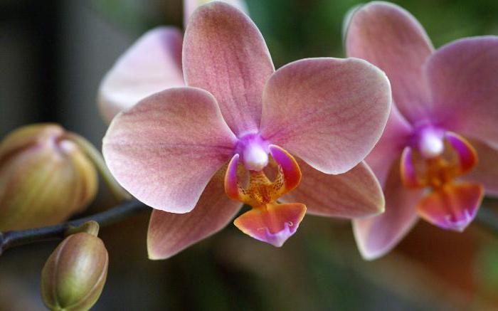 orchid phalaenopsis home care transplant