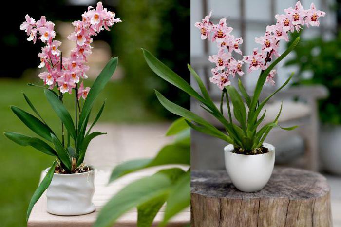 all about orchids care watering transplant