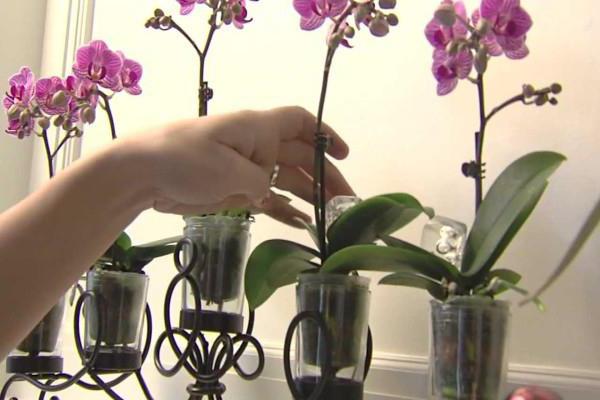 orchid phalaenopsis care transplant