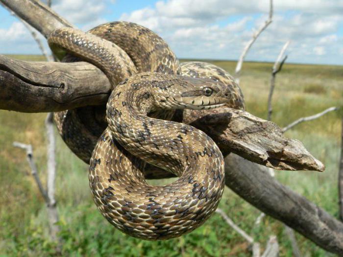 змеи пограничного района приморского края