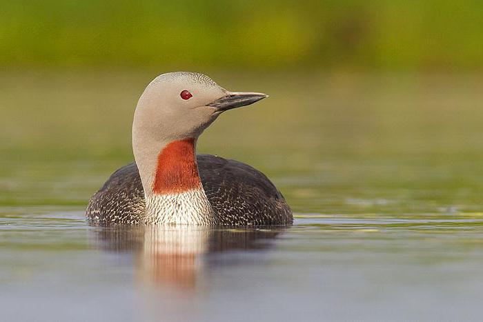 animals listed in the Red Book of the Arkhangelsk region