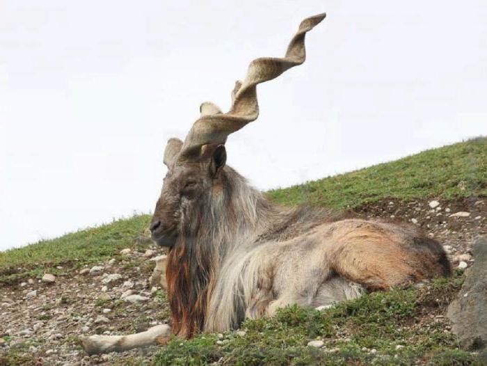 Винторогий горный козел фото