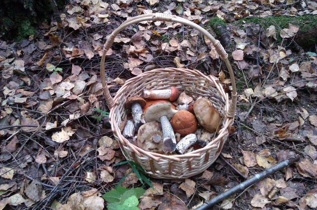 съедобные грибы волгоградской области