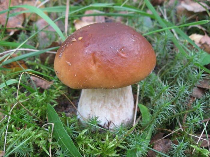 грибы волгоградской области съедобные и ядовитые