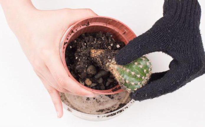 how to plant a cactus