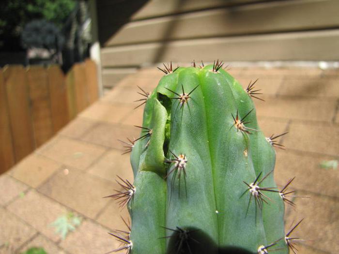 cactus root