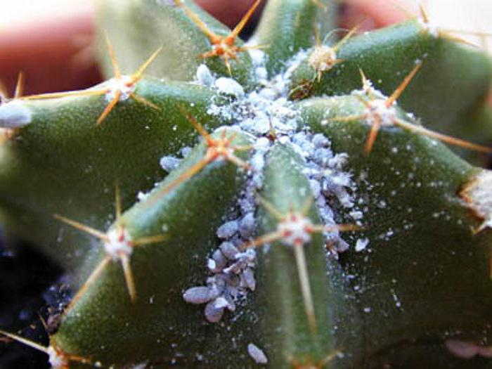 cacti on the window