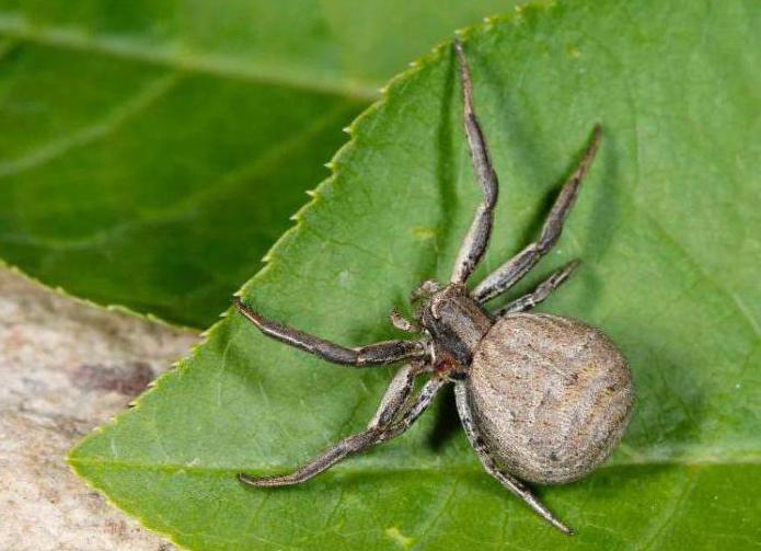 australian wolf spider