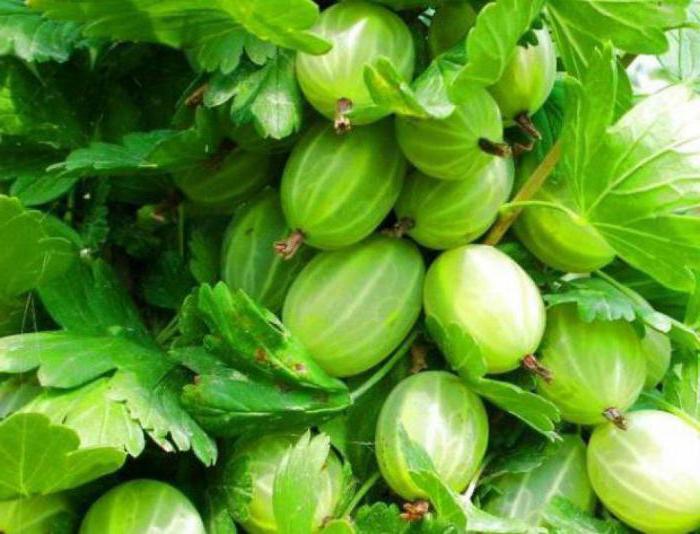 gooseberry ural emerald description