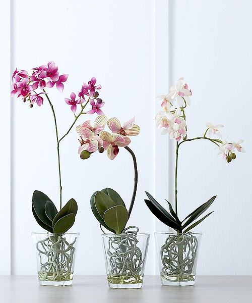 корни орхидеи