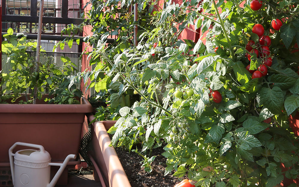 томаты на открытом балконе