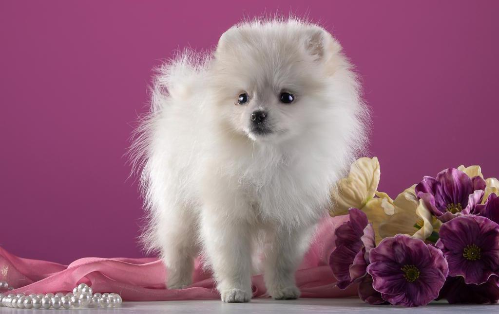 white spitz