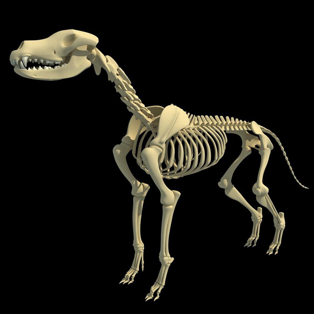 скелет собаки