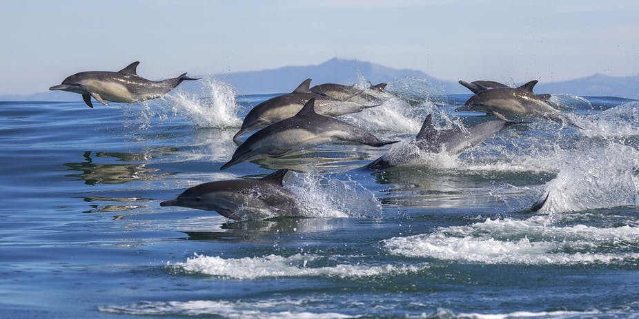 flock of dolphins