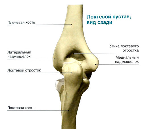 вид сзади