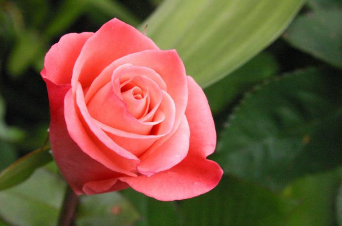 культурное растение роза