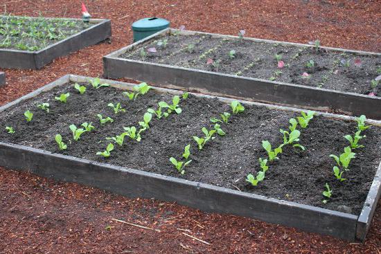 cabbage variety aggressor description