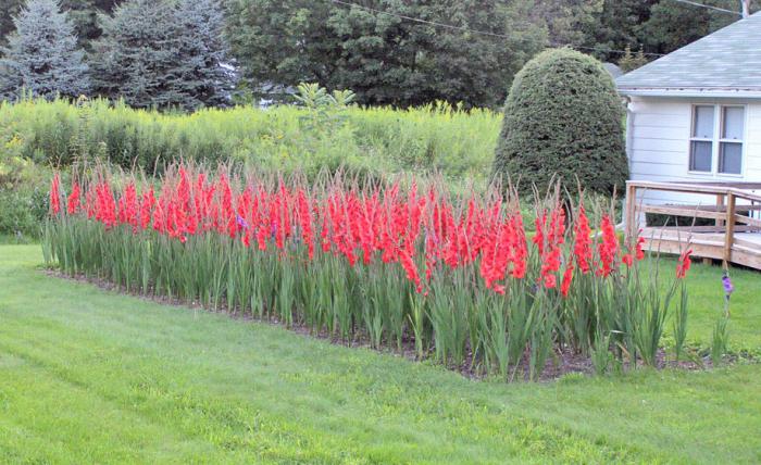 how to plant gladiolus bulbs