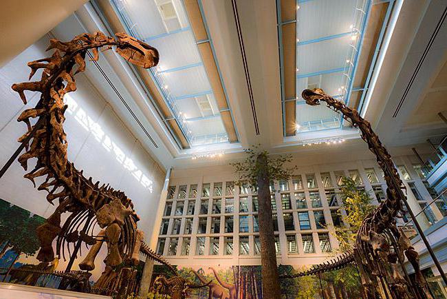 в каком музее скелеты динозавров
