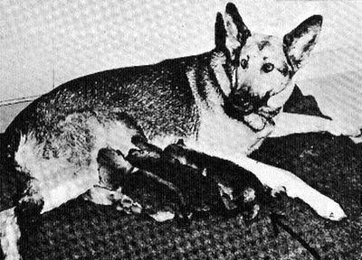Собака Гитлера фото
