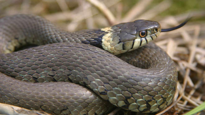 Что означает приснившаяся змея?