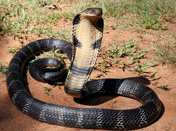 Кобра одна из самых ядовитых змей