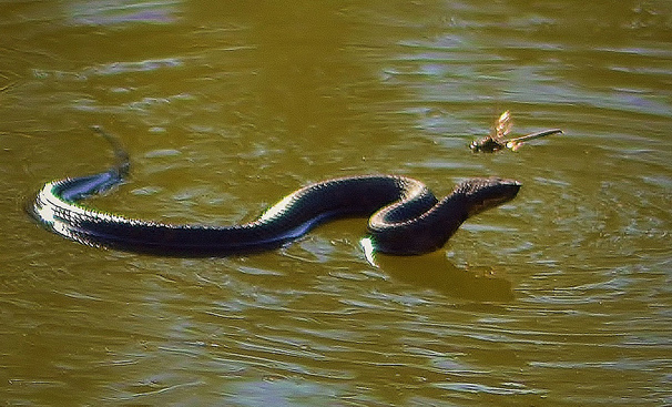 Присниться может и водоплавающая змея