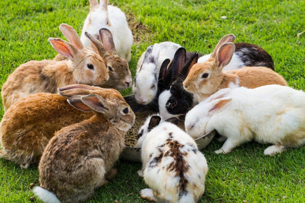 Кролики - животные социальные