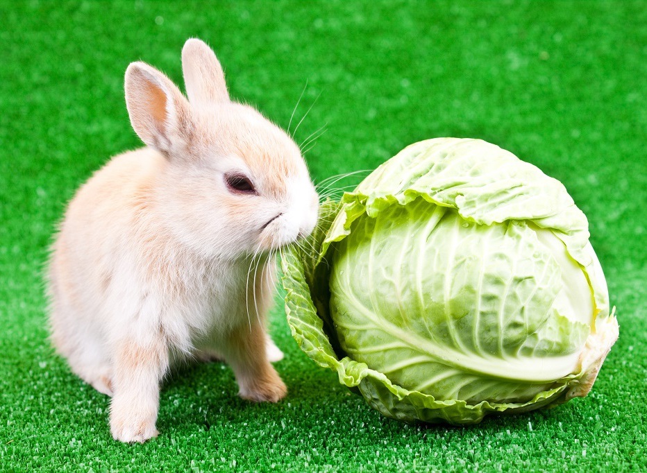 Кролик за обедом