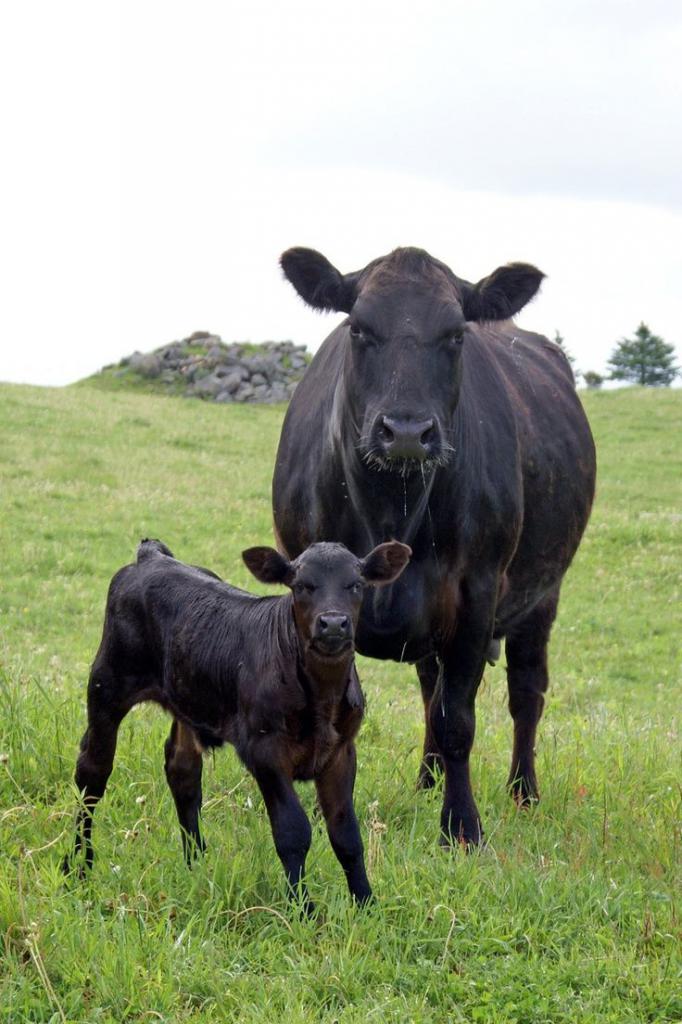 Черная корова и ее потомство