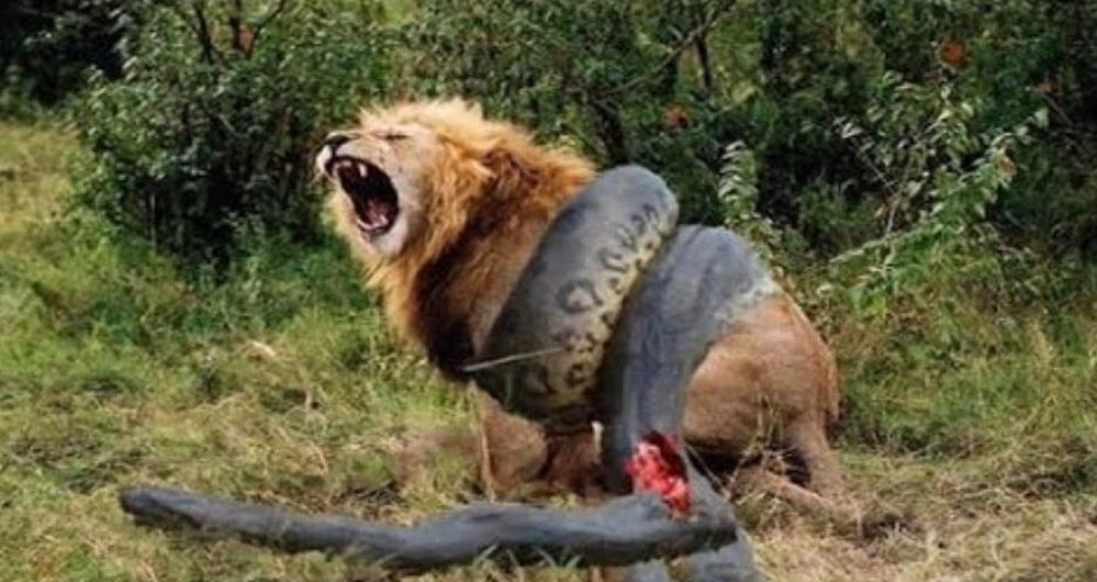 Против удава бывает бессилен даже лев