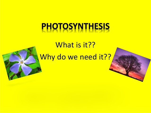 условия фотосинтеза