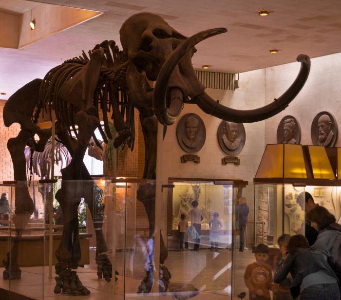палеонтологический музей имени ю.а. орлова в москве